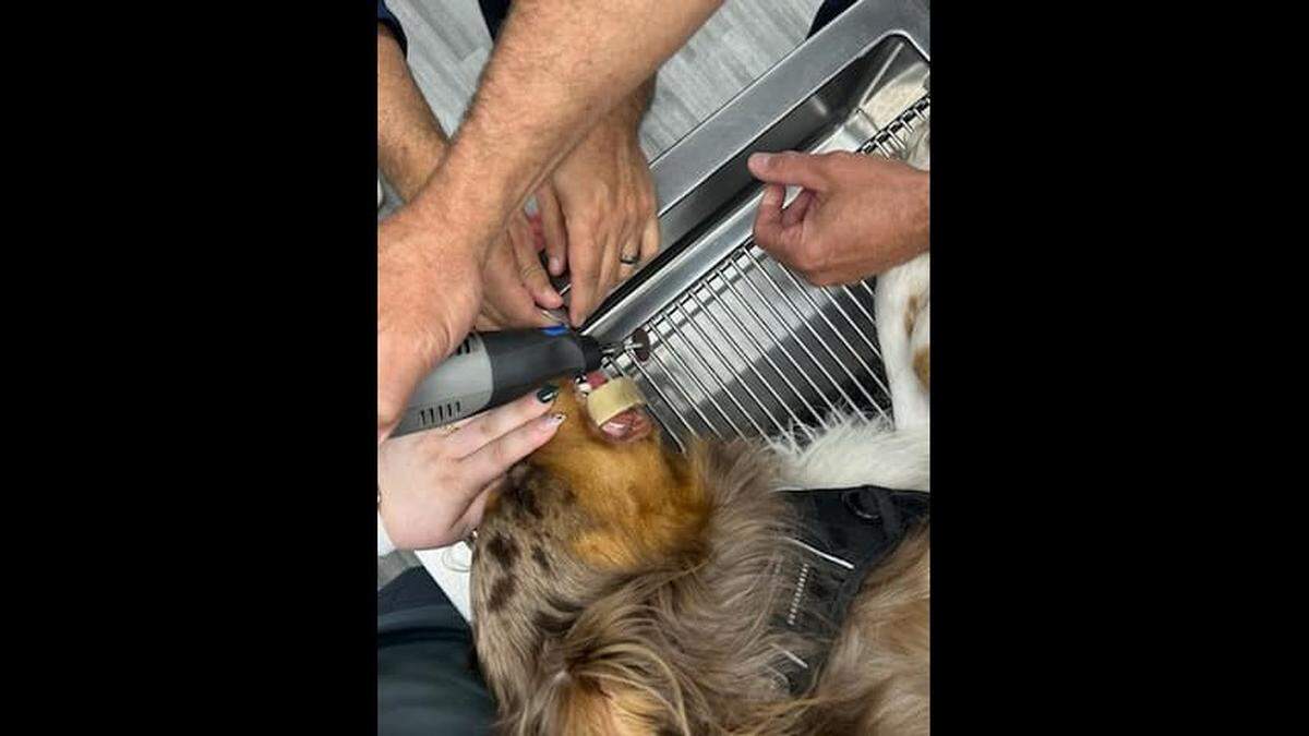 A tool is used to remove a bone that was stuck around a dog’s jaw.