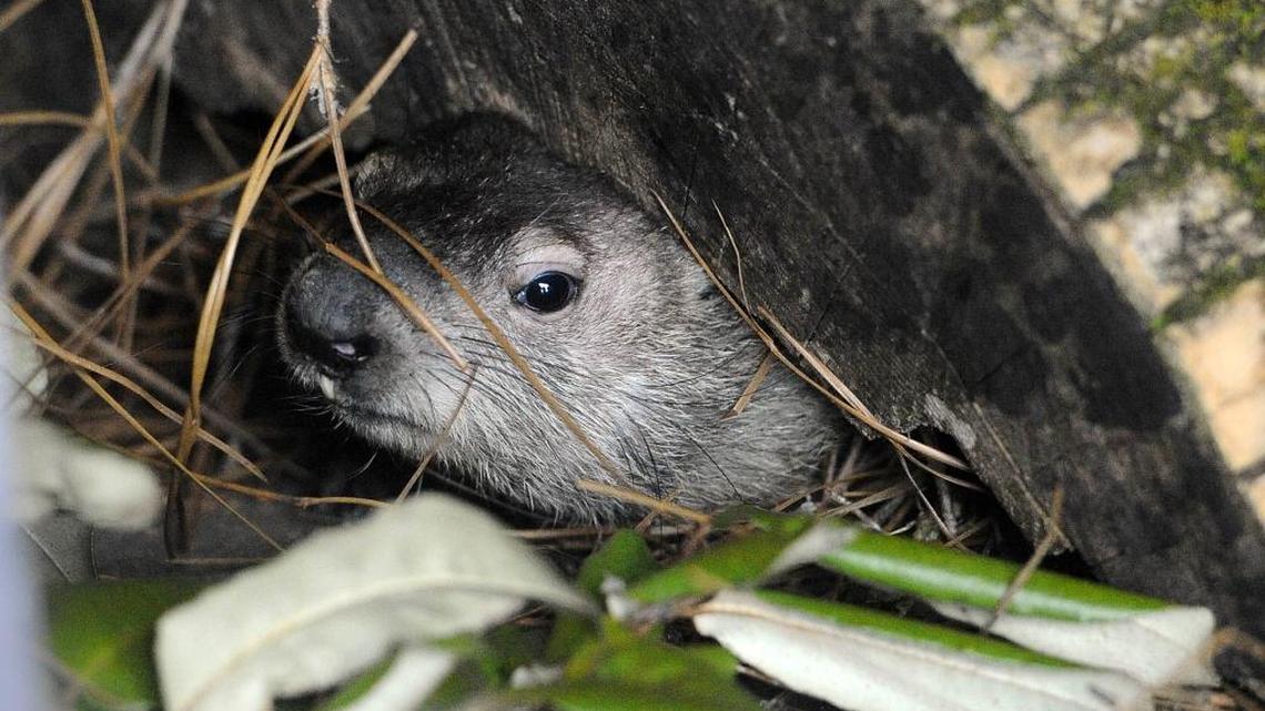 Queen Charlotte, the latest resident groundhog at the Charlotte Nature Museum peeks out from under a log inside its enclosure during Groundhog Day activities on Monday, February 2, 2015. Queen Charlotte, through a royal proclamation read by the director of the museum, predicted six more weeks of winter.