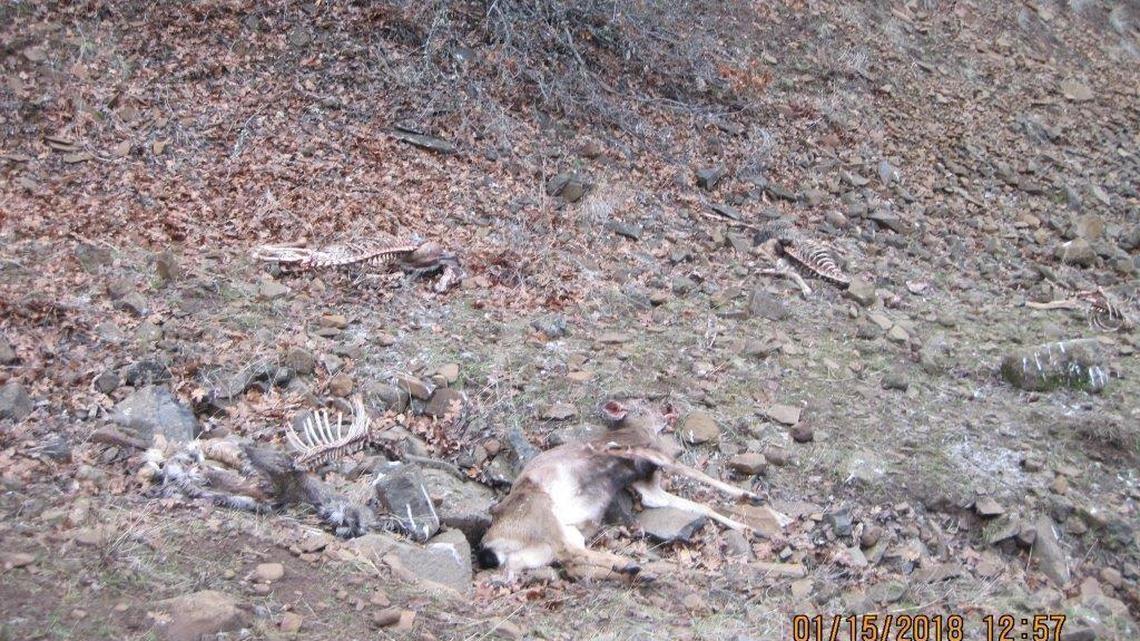 Four Washington teens were detained for killing deer, gathering their carcasses and using them to bait and hunt eagles, police say.