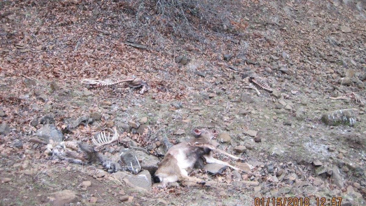 Four Washington teens were detained for killing deer, gathering their carcasses and using them to bait and hunt eagles, police say.