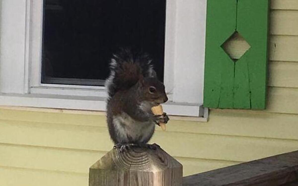 Putter enjoys one of her many mini ice cream cones.