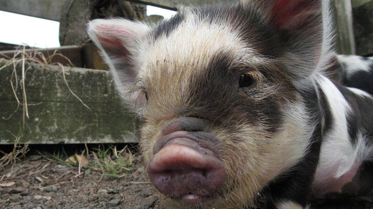 Under current airline regulations, you can bring a pig on your flight if it’s an emtional support animal and you have a note from your doctor saying the animal will help during the flight.