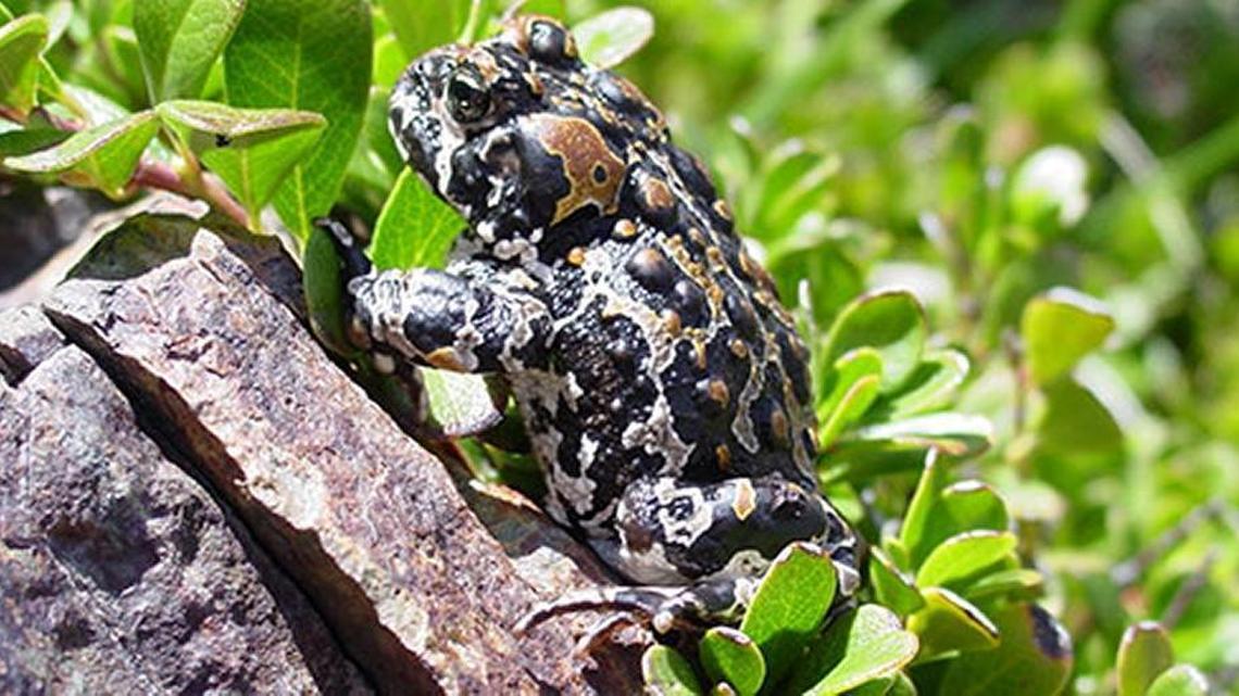The Fish and Wildlife Service has stuck to its guns and is designating 1.8 million acres of mostly public California land as habitat critical for the preservation of the Yosemite toad (shown) and two frog species peculiar to the Sierra Nevada mountains.