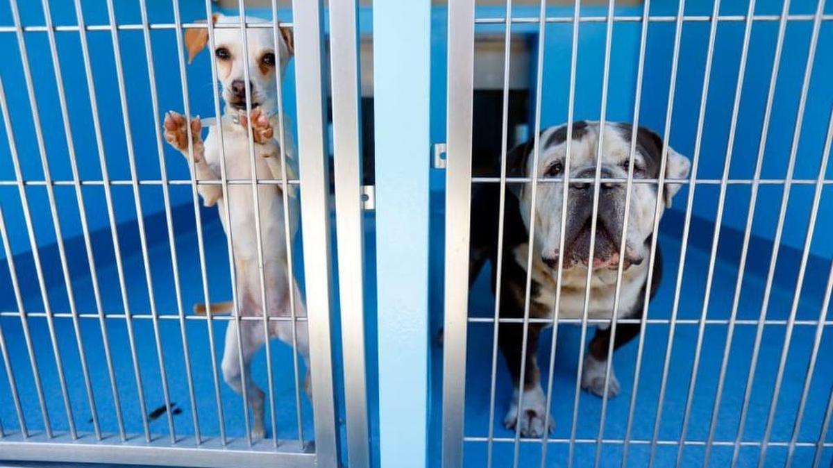Los Angeles officials are contemplating a proposal to feed dogs at city shelters an all-vegan diet.