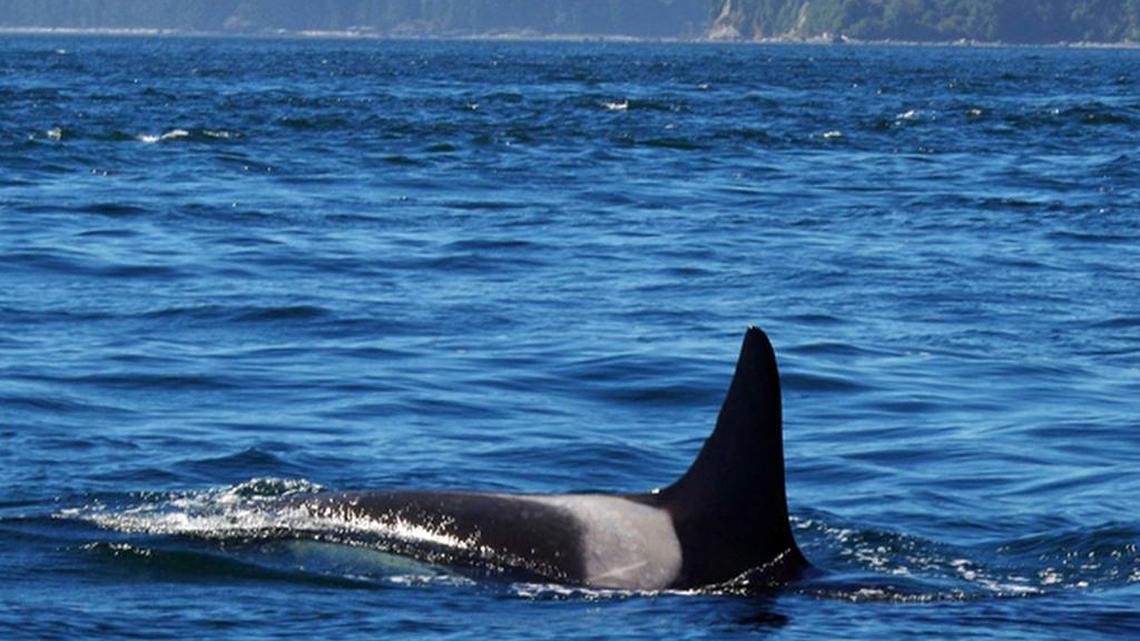 J2 Granny was spotted swimming near Washington state last week.