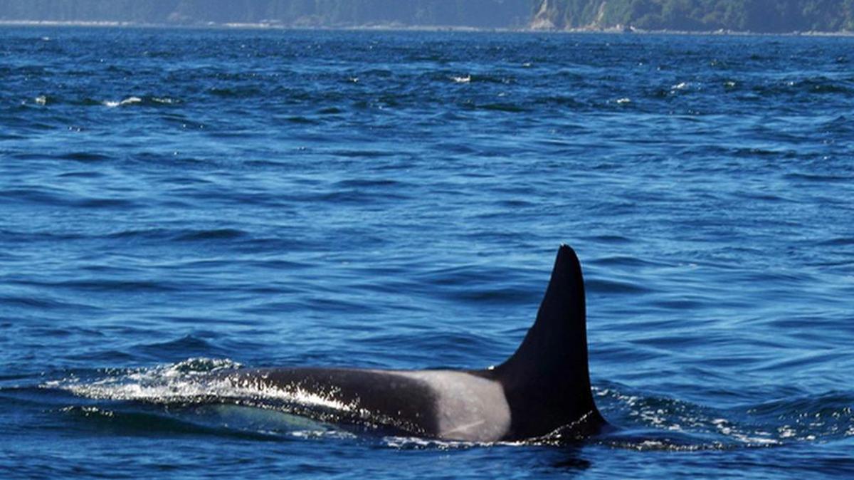 J2 Granny was spotted swimming near Washington state last week.