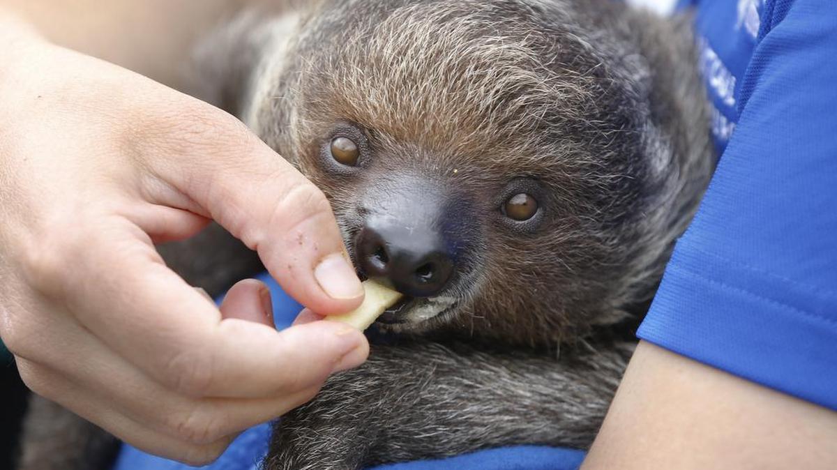 Valentino, a Linnaeus’s two-toed sloth, is fed by trainer Christa Gaus during the media day at the National Aviary on Friday, June 17, 2016, in Pittsburgh. The young sloth weighed just over a pound at 3 months old when it was acquired in February, but is now nearly 5 pounds.