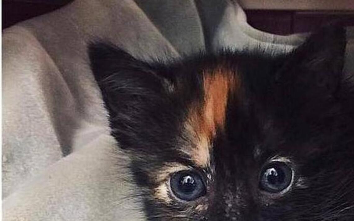 Kitten rescued from Komodo dragon den at zoo