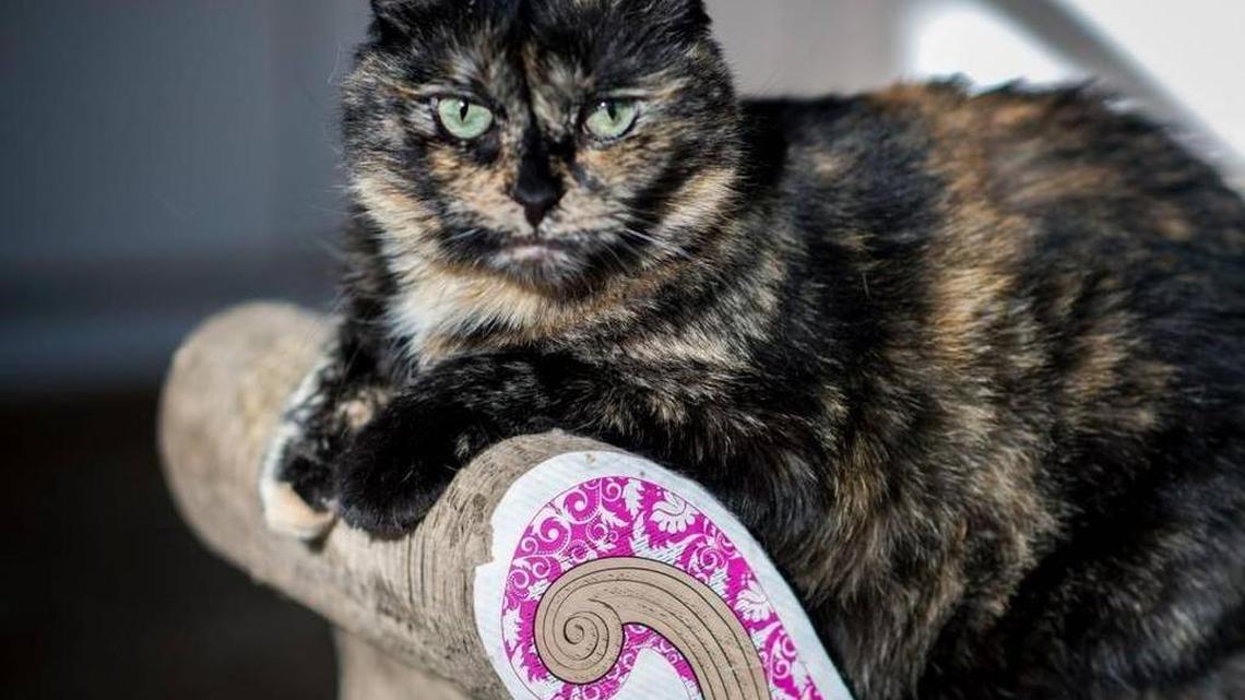 Frieda, a tortoiseshell cat, sits on at cat scratching pad shaped like a chaise lounge. She is one of the foster cats up for adoption at the LapCats cattery in Sacramento, Wednesday, Dec. 22, 2015. Frieda’s coloring suggests she may be a handful, according to a recent study by researchers at the UC Davis Veterinary school who probe the relationship between a cat’s coat color and her personality. Turns out calicos and tortoiseshells are disproportionately described by pet owners as problematic.