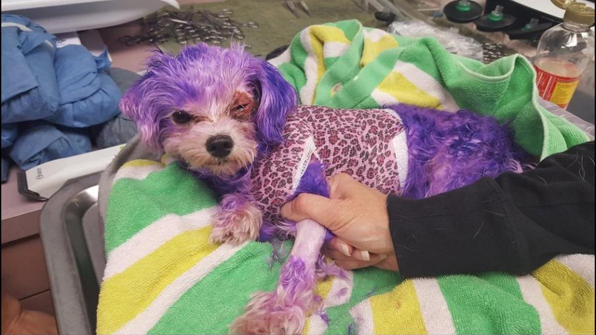 Violet the dog was severely burned when she was dyed with human hair dye.