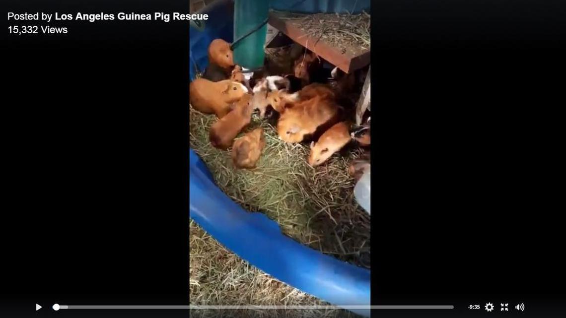 Screen capture of a video posted by Los Angeles Giunea Pig Rescue.