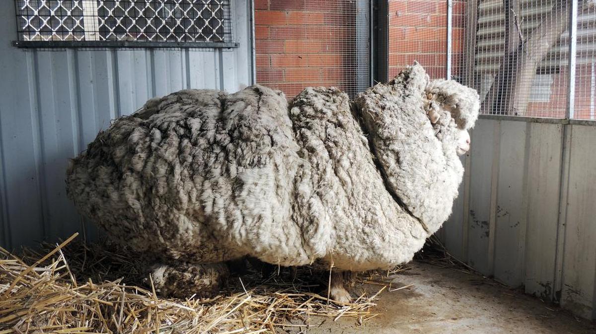 
In this photo provided by the RSPCA/Australian Capital Territory, an overgrown sheep found in Australian scrubland is prepared to be shorn in Canberra, Australia, Thursday. The wild, castrated merino ram named Chris yielded 93 pounds of wool — the equivalent of 30 sweaters — and shedded almost half his body weight.

