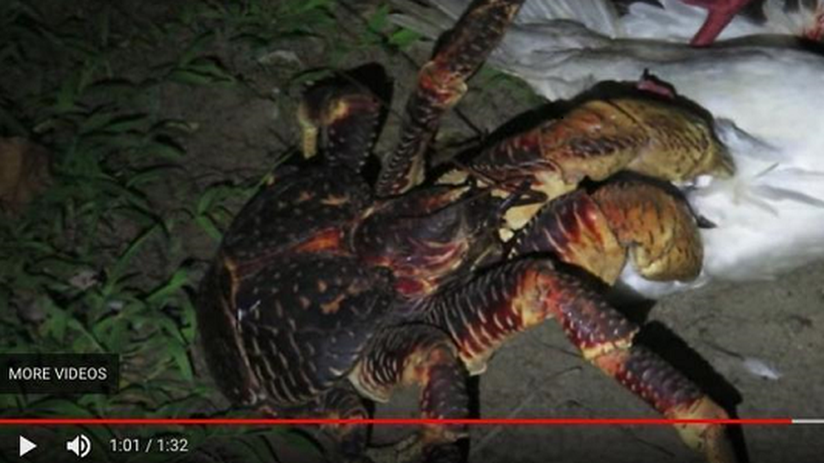 A researcher recorded a giant crab attacking a bird.