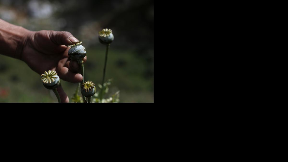 
An opium grower shows how he “milks” a poppy flower bulb to obtain opium paste in the Sierra Madre del Sur mountains of Guerrero state, Mexico. 
