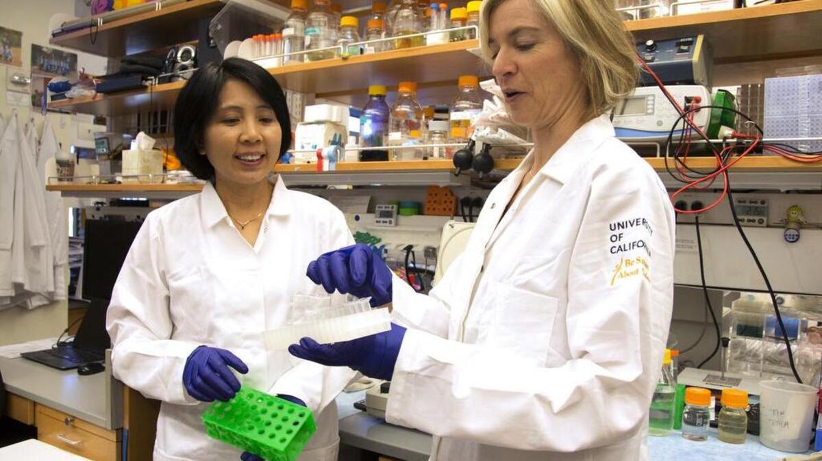 Jennifer Doudna, right, and her lab manager, Kai Hong, work in her laboratory at the University of California, Berkeley. Doudna helped invent the most-used gene-editing technology but a revolutionary technology is letting scientists learn to rewrite the genetic code, aiming to alter DNA in ways that, among other things, could erase disease-causing genes. How far should these experiments try to go: fix only the sick, or make changes that future generations could inherit?