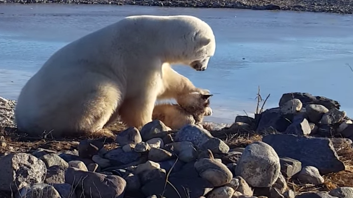 A video of a polar bear petting a dog went viral this week. But last week, it turns out a polar bear on that property ate one of the dogs.