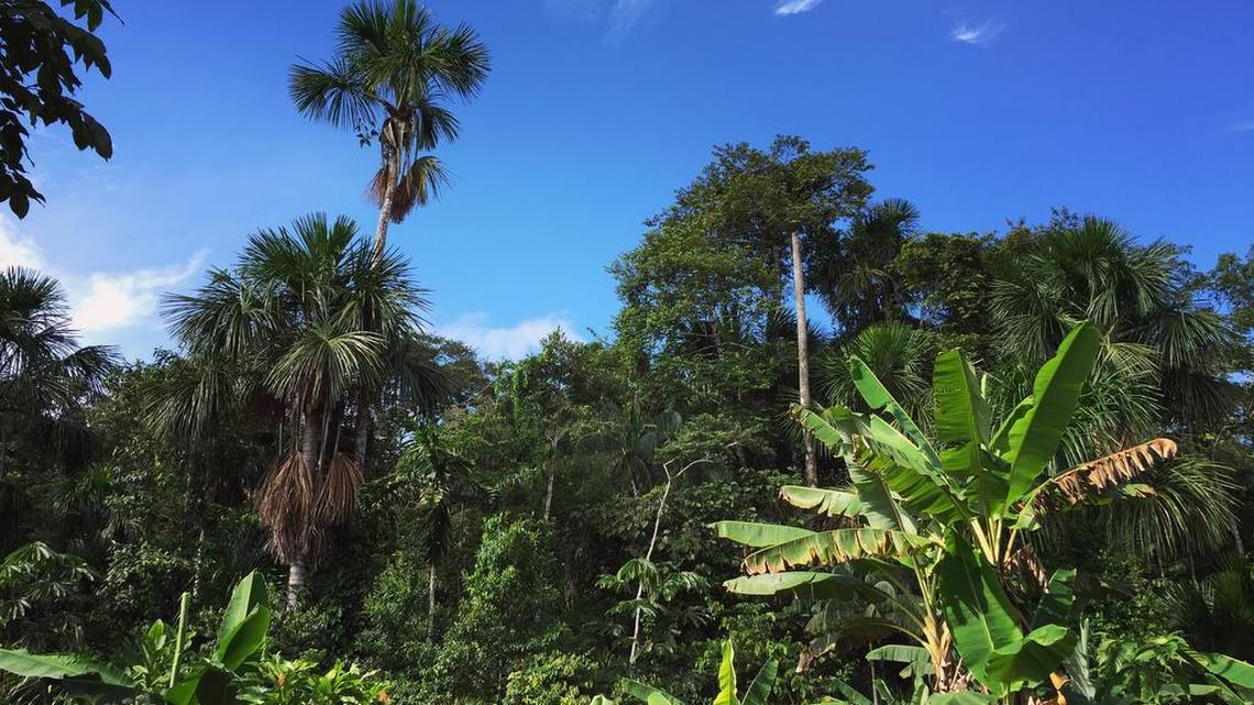 The Amazon Forest contributes to global carbon emissions.