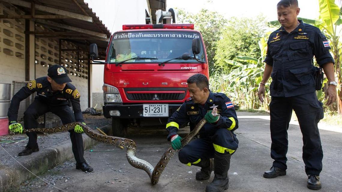 Firefighters restrain a rescued python at a fire station in Bangkok on Nov. 23, 2017. As the sprawling city of more than 8.2 million people continues to expand into formerly wild lands, the number of snake encounters is rising.