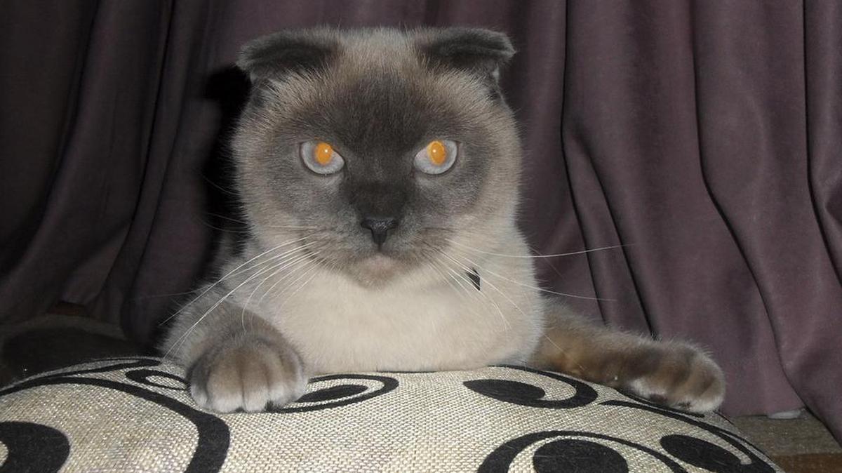 A Siamese cat named Barsik lives in Barnaul, a Siberian city which lies 1,800 miles east of Moscow, Russia.It seems the residents of Barnaul want Barsik the cat to be their next mayor. An informal online poll asking the 650,000 city residents to express their preferences among the six official candidates and Barsik showed the feline nabbing more than 90 percent of the vote.