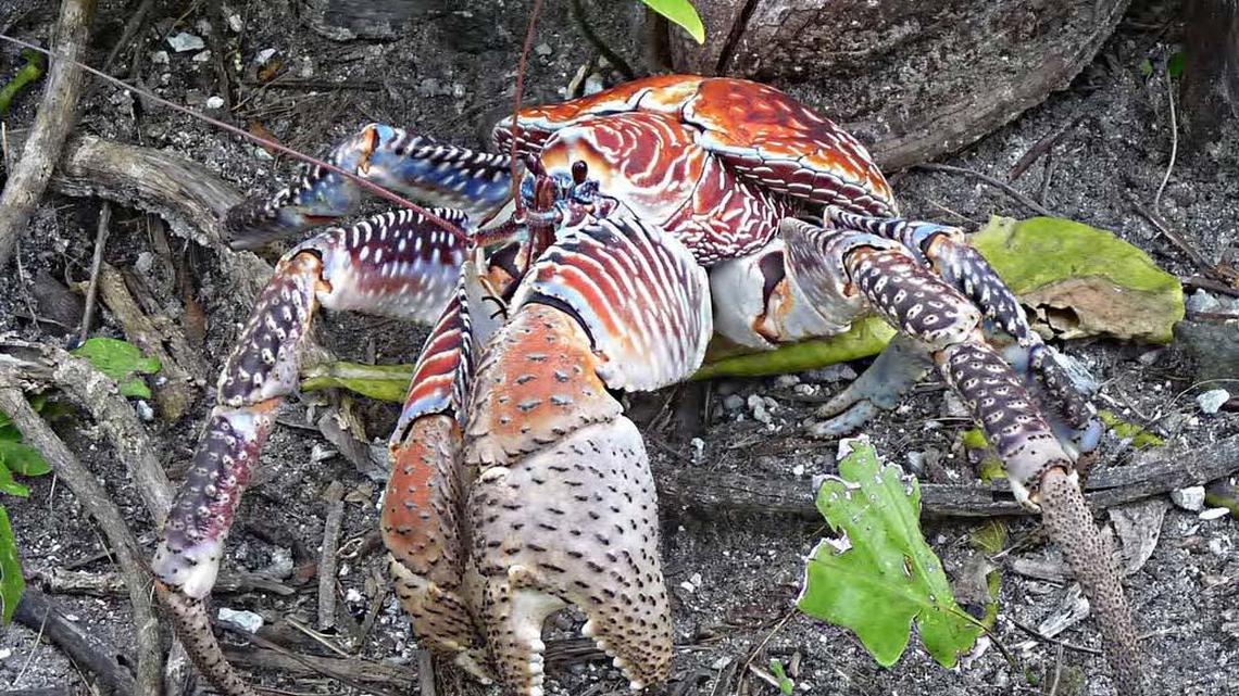 A close-up of a coconut crab on Palmyra Atoll National Wildlife Refuge.