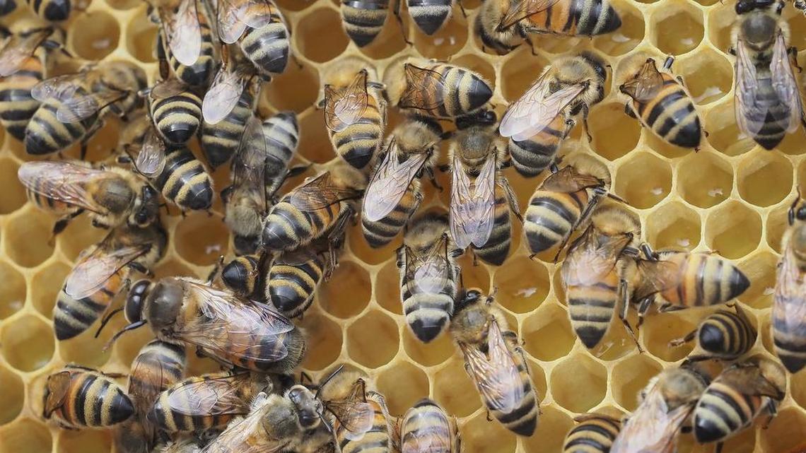 Healthy honey recipes create a buzz for snacks, school lunches