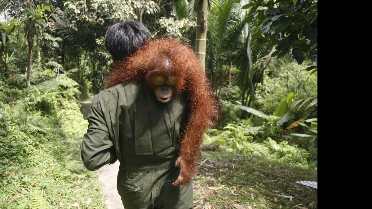 
Some orangutans, like this one, have been released into the wild. But as habitats disappear, reintroduction could become nearly impossible. 

