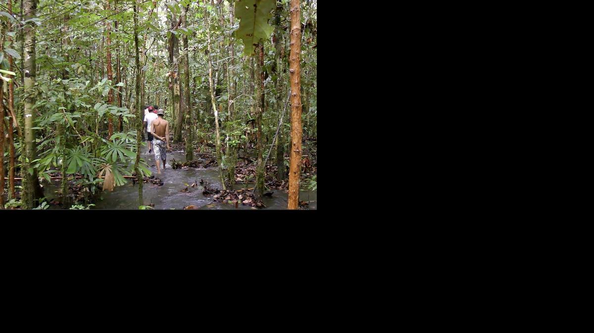 
In this Nov. 29, 2014 image from video, a group of former slaves from Myanmar, who worked on fishing ships, walk in the densely forested interior of an island in the Arafura Sea after escaping from Benjina, Indonesia. They cut trees and sell the wood to earn money for food.
