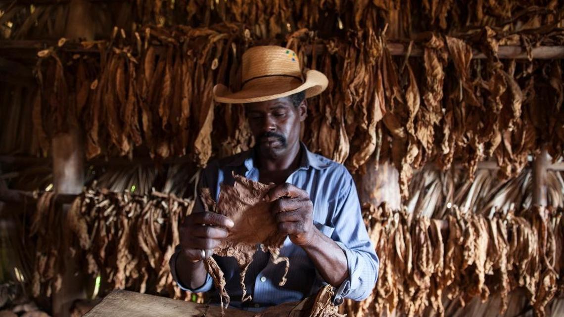 Yovanni Gavilan prepares to hand roll a cigar at a Pinar del Rio tobacco farm on April 20, 2015 in Cuba. On Oct. 14, 2016, President Barack Obama lifted additional restrictions on U.S. trade and travel with Cuba, including on rum and cigars.