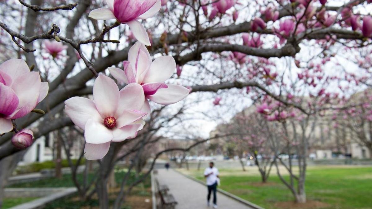 Tulip Magnolia trees bloom in Washington, Tuesday, Feb. 28, 2017. Crocuses, cherry trees, magnolia trees are blooming several weeks early because of an unusually warm February. Some climate experts say it looks like, because of an assist from global warming, spring has sprung what may be record early this year in about half the nation.