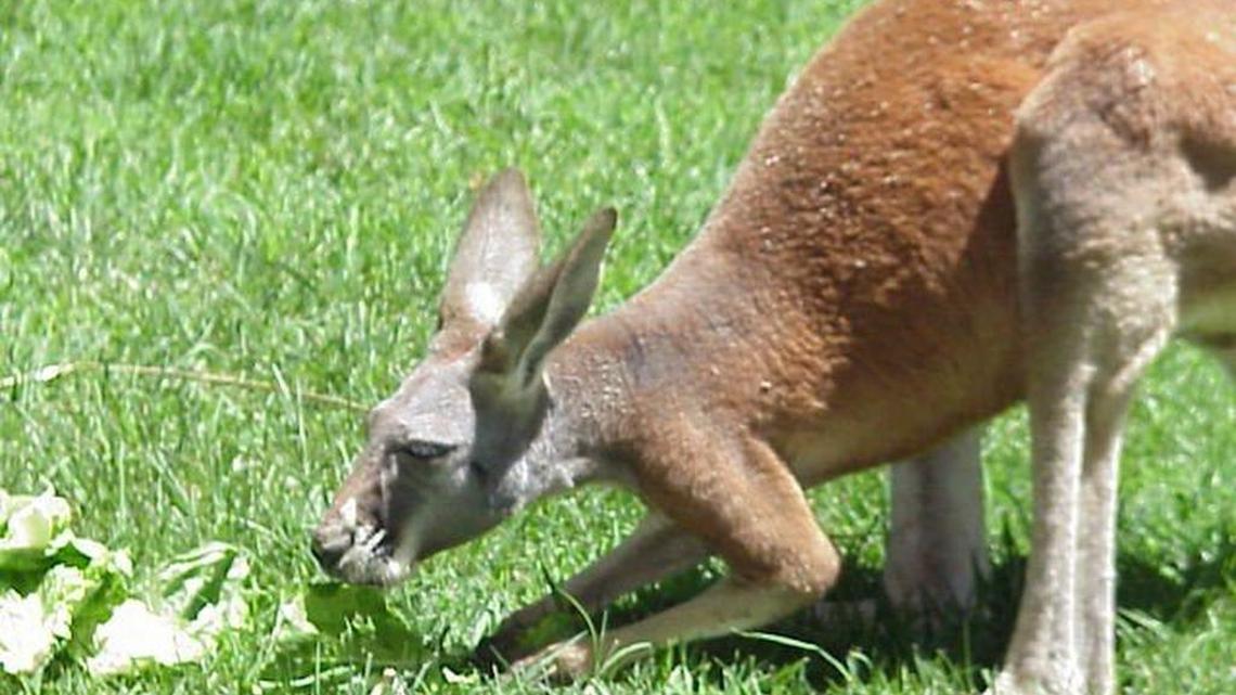 A red kangaroo explores its surroundings at the Sacramento Zoo in Sacramento, Calif.