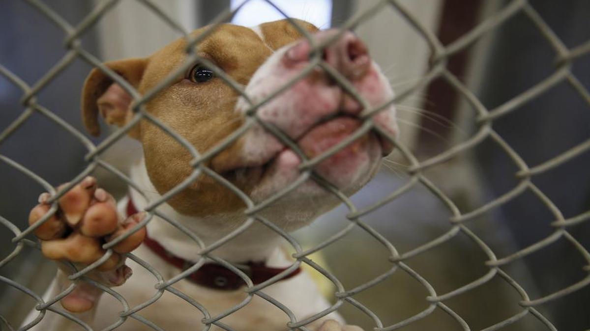 There’s no concensus on pit bulls. One expert reports that pit bulls are responsible for 60 percent of fatal dog maulings. Another study concludes that pit bull terriers were not unusually aggressive toward humans. There’s not even agreement on what, specifically, a pit bull is.