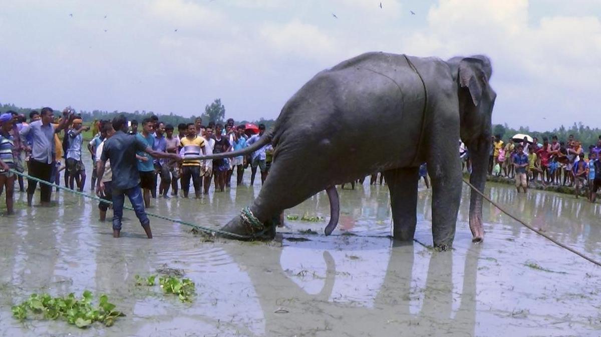 Bangladeshi villagers gather as wildlife experts attend to a fully grown Indian elephant that washed up in a swamp after being caught up in raging floodwaters in Jamalpur district, some 94 miles north of Dhaka, Bangladesh, Sunday, Aug.14, 2016. The elephant died Tuesday despite rescue efforts.
