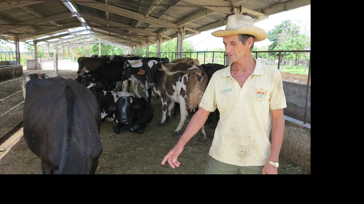 
Dairyman Omar Cubero Ferron shows off his dairy cattle at the state-run Valle del Peru farm southeast of Havana on May 15, 2015. Cuba’s dairy industry faces hard times, with low production and a lack of adequate feed for dairy cattle.
