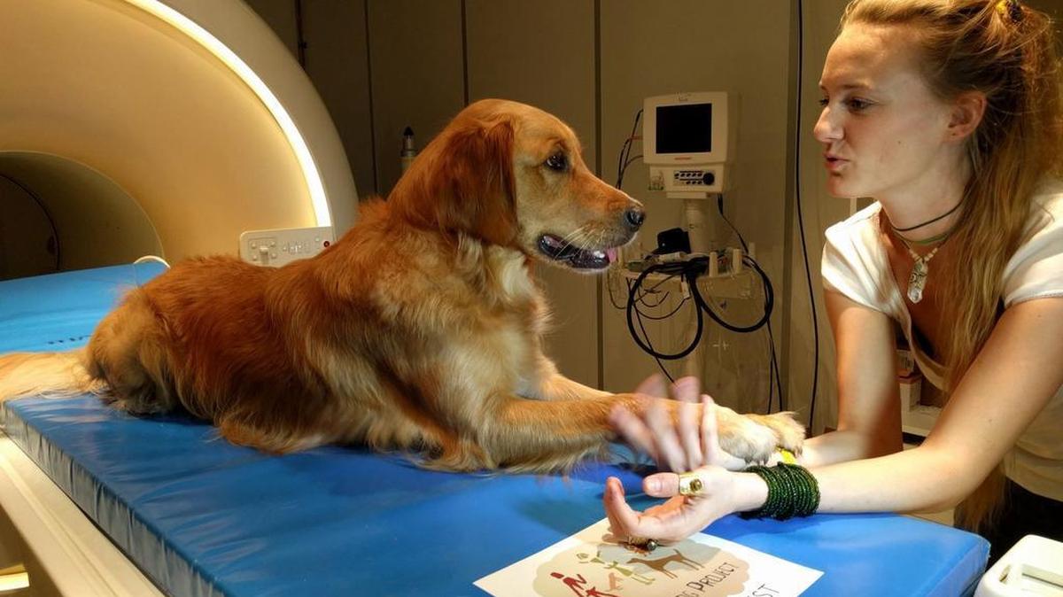 A golden retriever named Barack interacts with researcher Anna Gabor.