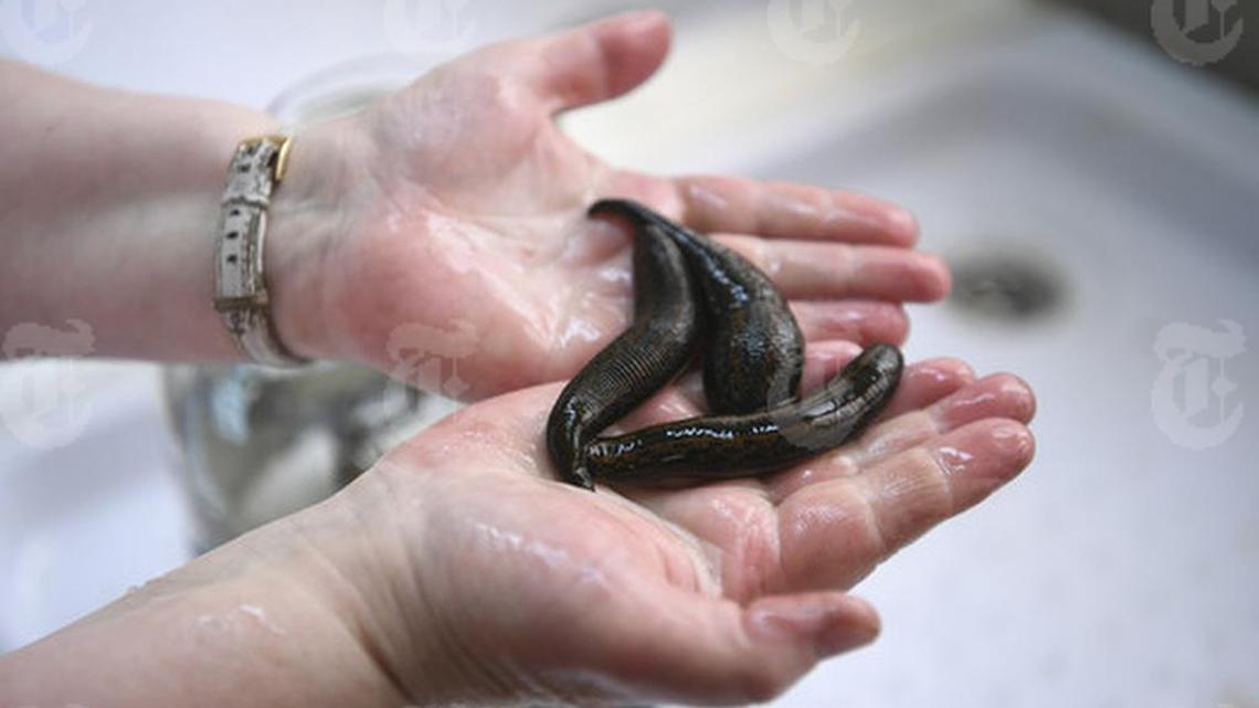 A worker at the International Center for Medicinal Leeches holds mother leeches, ones used for breeding purposes only, near Moscow, April 10, 2017. Leeches are still widely prescribed in Russian medicine, about 10 million of them every year, in many cases as a low-cost substitute for blood thinners like warfarin