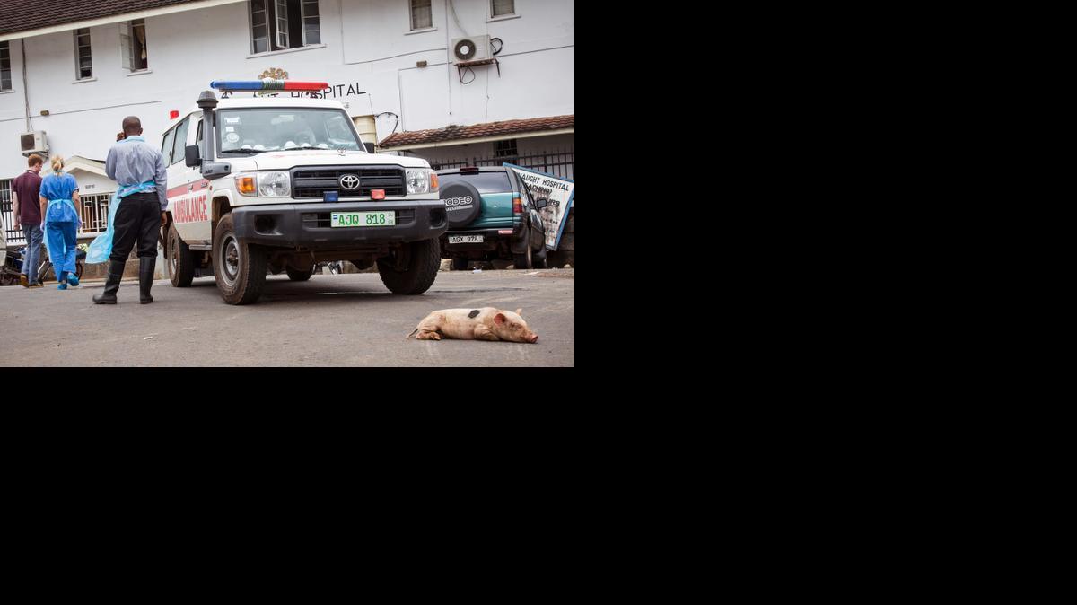 
In this file photo taken on Sunday, Sept. 21, 2014, a baby pig sleeps in front of an ambulance used at the Connaught Hospital as part of their Ebola virus fleet, during a three-day lockdown to prevent the spread on the Ebola virus in Freetown, Sierra Leone. A top U.N. official in the fight against Ebola greeted just three patients at one treatment center he visited this week in Sierra Leone. Families in Liberia are no longer required to cremate the remains of loved ones in a bid to halt the spread of the virulent disease. 
