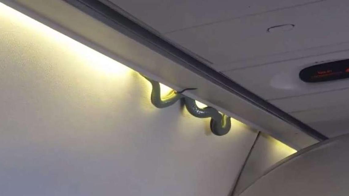A video screenshot shows a snake on an AeroMexico flight Sunday.