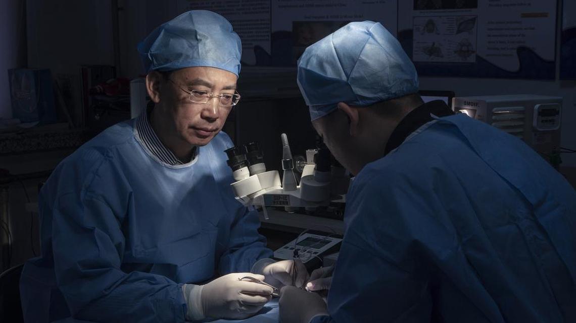 Dr. Ren Xiaoping, an orthopedic surgeon at Harbin Medical University who is proposing a full-body transplant operation, at his lab in Heilongjiang, China, Oct. 6, 2015.