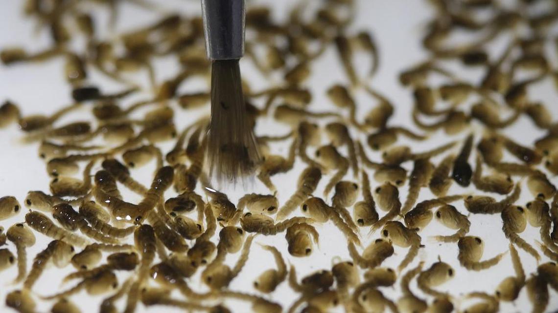 In this Feb. 1, 2016 photo, a technician from the British biotec company Oxitec, inspects the pupae of genetically modified Aedes aegypti mosquitoes, a vector for transmitting the Zika virus, in Campinas, Brazil.