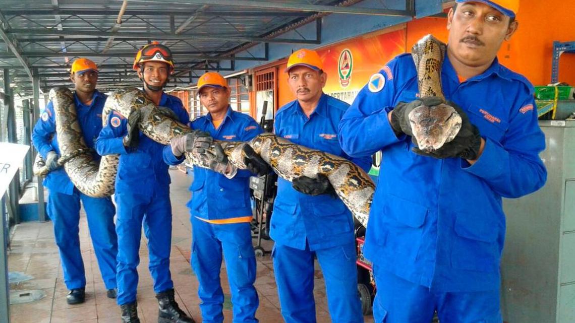 Members of Malaysia's Civil Defence Force hold a reticulated python caught at a construction site about a week ago. The snake has since died.