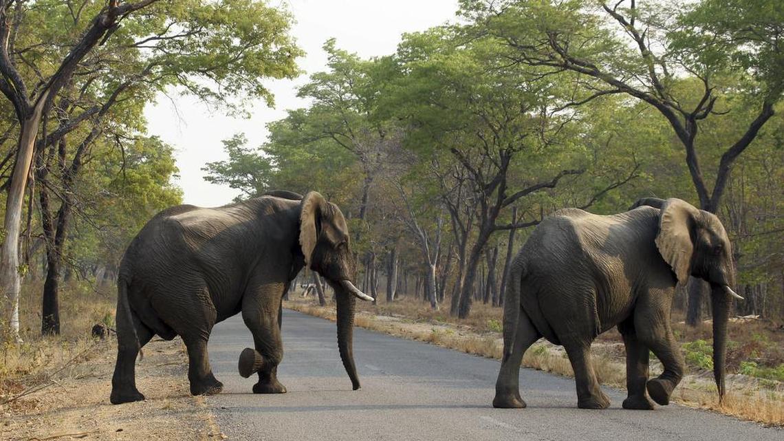 FILE -- In this Thursday, Oct. 1, 2015 file photo an elephant crosses a road in the Hwange National Park, Zimbabwe. Zimbabwe’s wildlife agency said Thursday, Jan. 5, 2017 it has sold 35 elephants to China to ease overpopulation and raise funds for conservation, amid criticism from animal welfare activists that such sales are unethical.