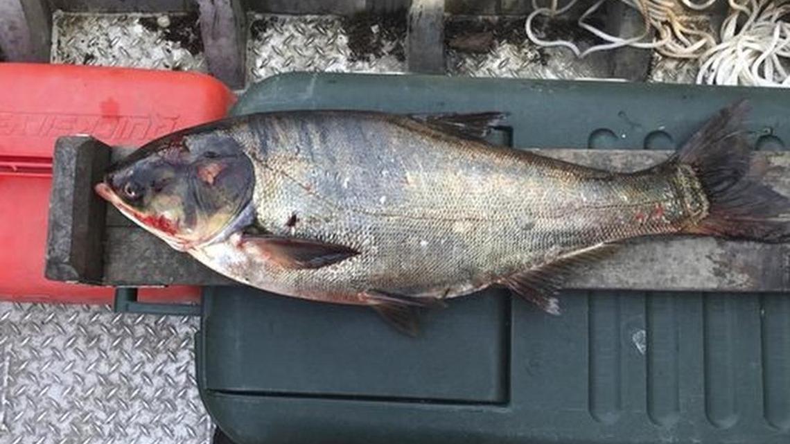 This photo provided by the Illinois Department of Natural Resources shows a silver carp that was caught in the Illinois Waterway below T.J. O'Brien Lock and Dam, approximately nine miles away from Lake Michigan.