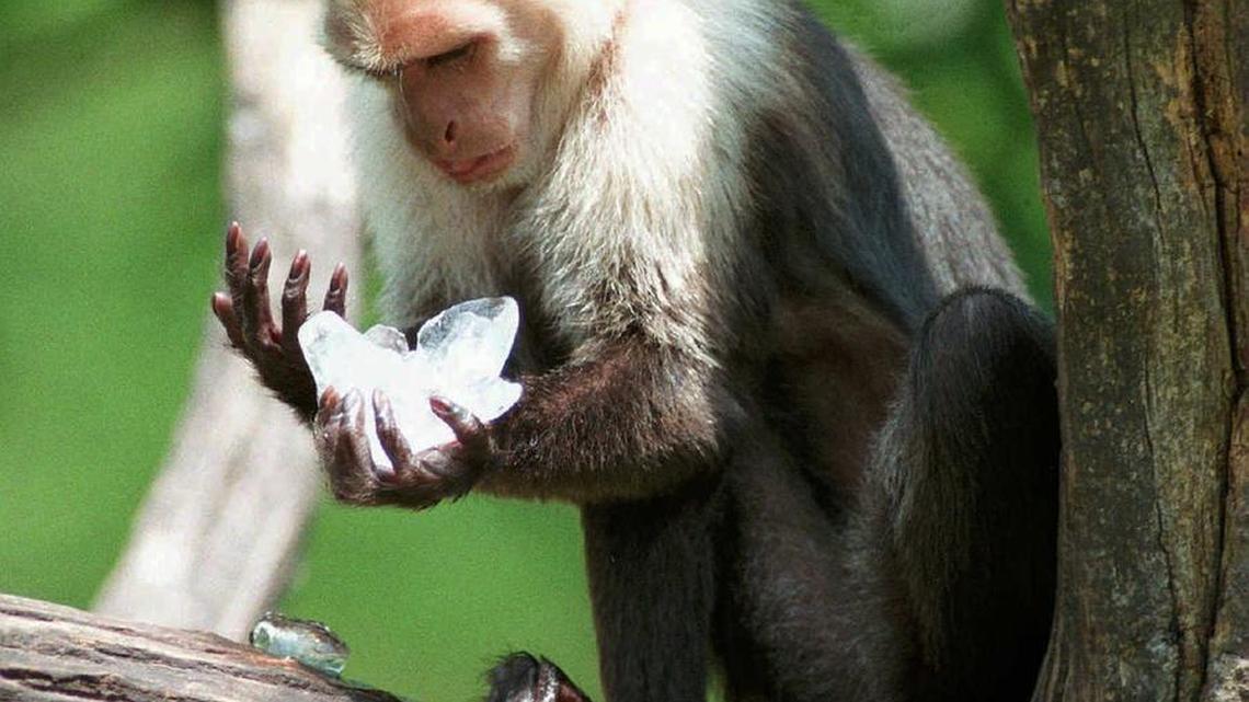 A capuchin monkey plays at a zoo in Fort Wayne, Ind. In Brazil earlier this month, a wild capuchin monkey terrorized bar patrons with a knife.