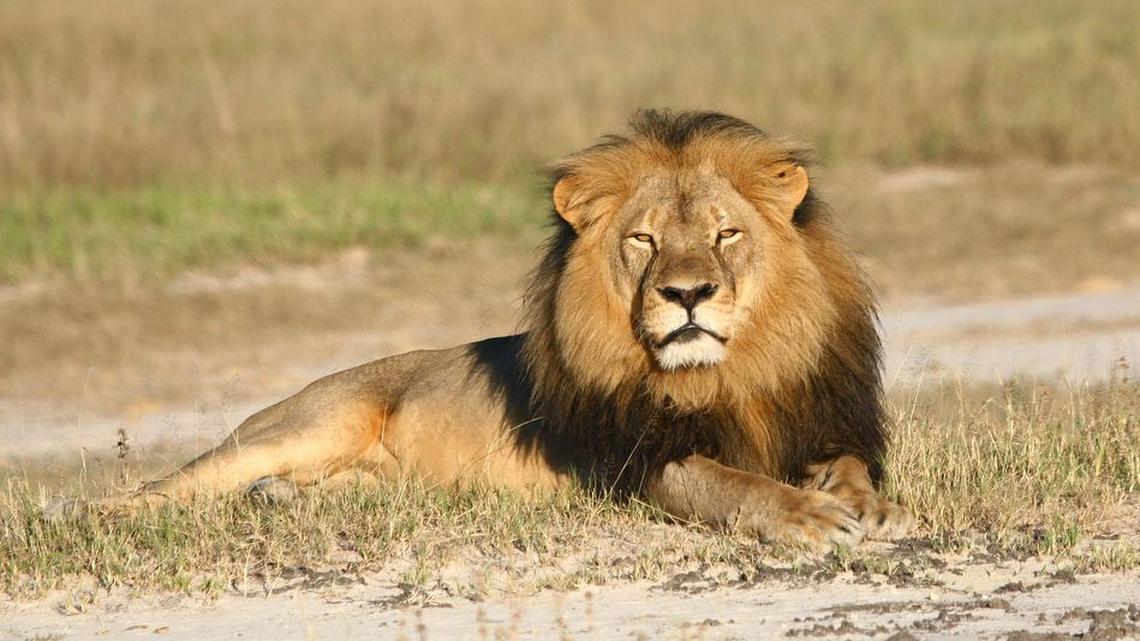 
In this undated photo provided by the Wildlife Conservation Research Unit, Cecil the Lion rests in Hwange National Park, in Hwange, Zimbabwe. A Minnesota dentist has apologized for killing the popular lion.
