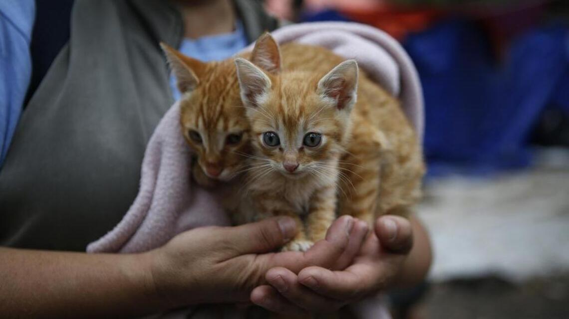 Want to stop your kid from getting asthma? Cats could be the answer, new study says