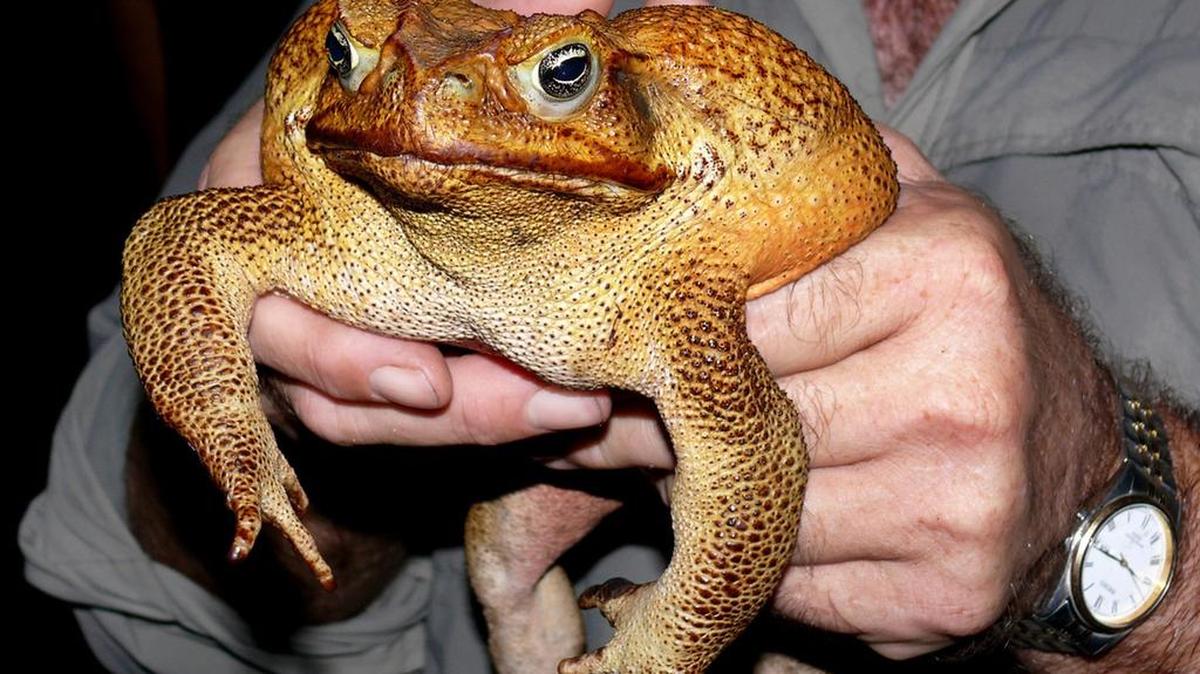 This 15-inch-long cane toad from Darwin, Australia, weighs nearly 2 pounds. The toads, which were imported from South America in a failed effort to eradicate a beetle eating Queensland sugarcane crops, are now an growing pest that number 1.5 billion.