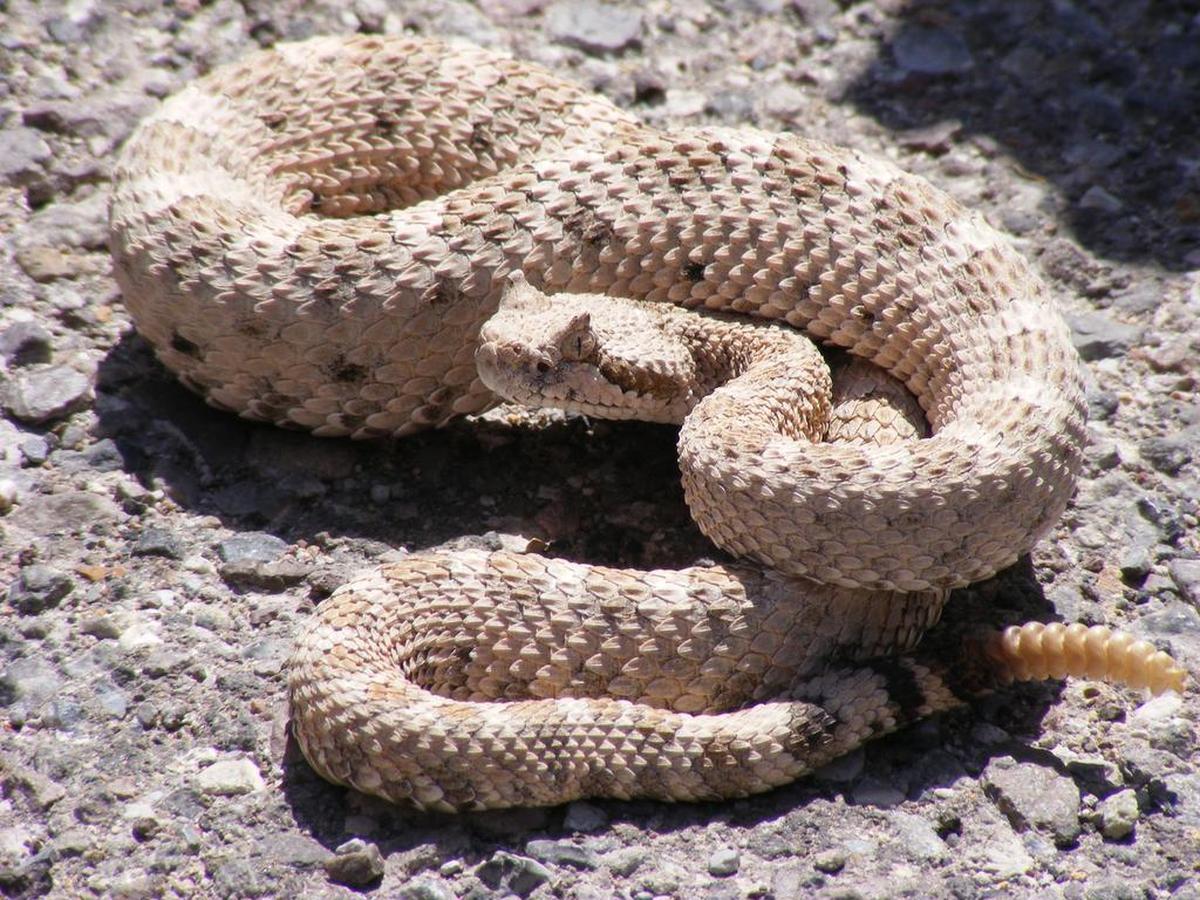 Morning trail walkers are seeing more and more snakes on local trails all over the region.