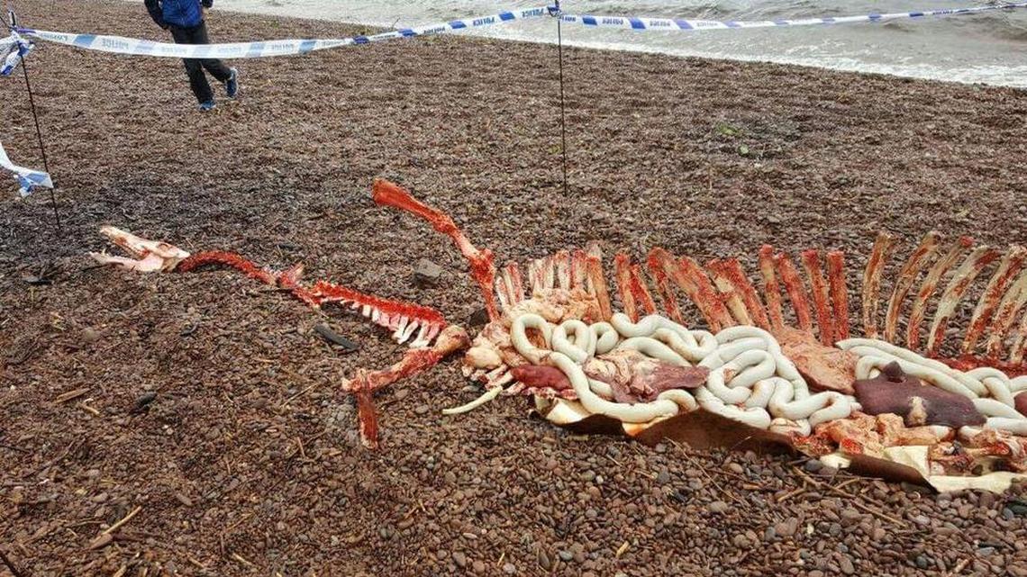 The Facebook page Help2Rehome Scotland posted two pictures of “skeletal remains” that it claimed was found by a dog walker on the shores of Loch Ness, Scotland.