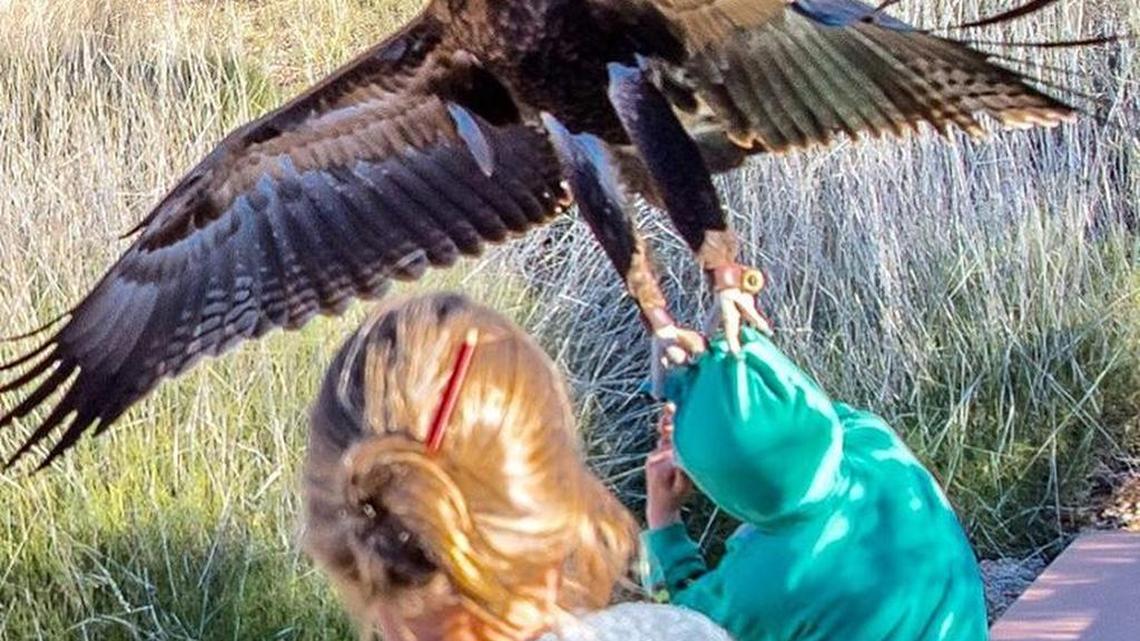 A wedge-tailed eagle at an Australian nature park nearly snatched a young boy Wednesday, news outlets reported.