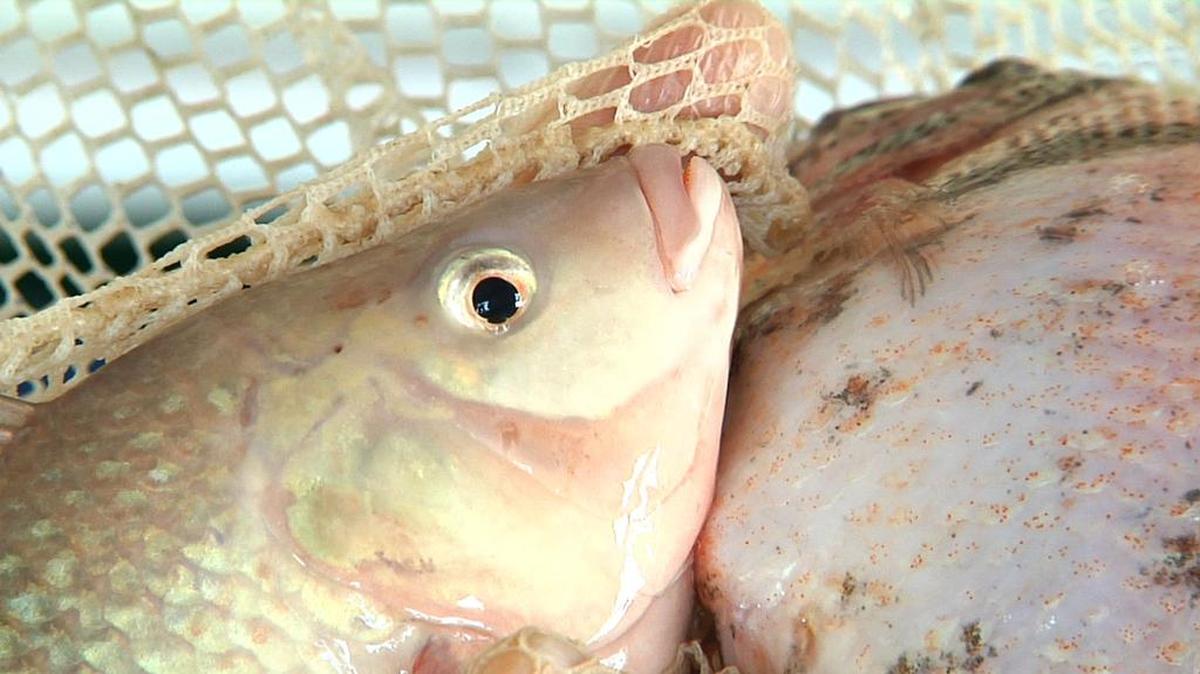 In this Feb. 29, 2012 image made from video, live tilapia fish sit in a net at 312 Aquaponics, in Chicago.